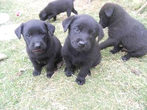 Vendo Cachorros Labrador