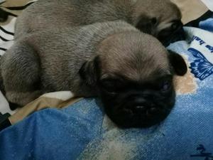 Vendo Cachorros Pug Carlinos