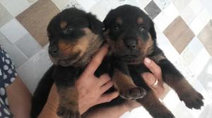 Vendo Cachorros Rottwailer