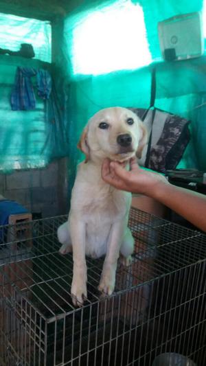 Vendo Labrador Dorado de 3 Meses Bien Vacunado Y