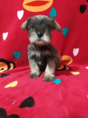 Vendo Lindos Schnauzer Mini