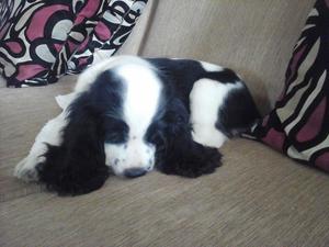 Vendo Perrita Coker 2 Meses