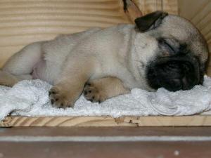 Vendo Perrita Pug