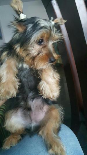 Vendo Yorkshire Terrier 4meses Vacunados