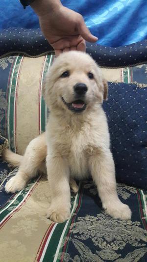 Venta de Cachorros Golden Retriever