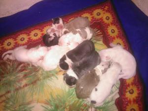 Venta de Perros Pitbul