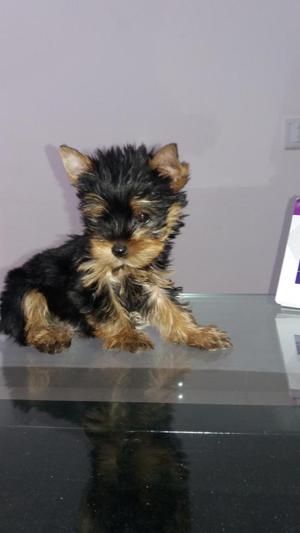 YORKSHIRE TERRIER SUPER BONITA 