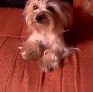 Yorkshire Terrier