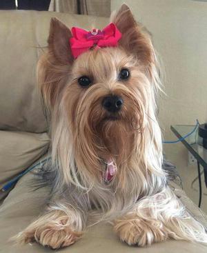 Yorkshire Terrier Recien Nacidos