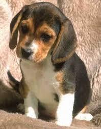 cachorritos de beagle tricolor
