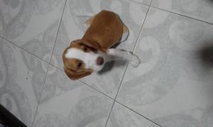 cachorro Beagle