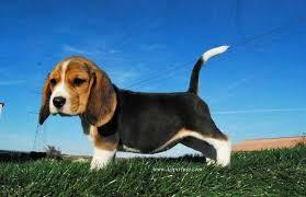 cachorros de beagle