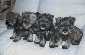 cachorros de schnauzer