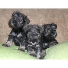 cachorros de schnauzer miniatura