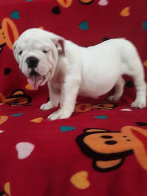 en Venta Hermoso Bull Dog Ingles