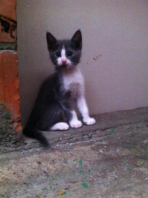 gatic@s para adopcion