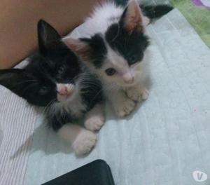 gatitos rescatados de maltrato para dar en adopcion