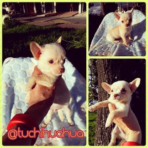 hermooossoo chihuahua for sale