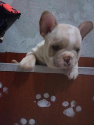 hermosos bulldog frances lineA MINI