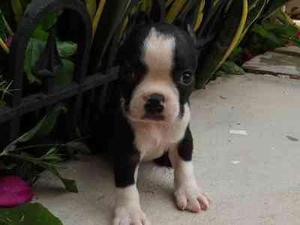 hermosos cachorros boston terrier garantizados