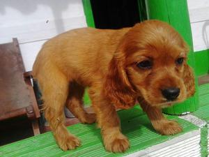 hermosos cachorros de cocker spaniel garantizados