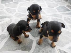 hermosos cachorros pincher miniatura