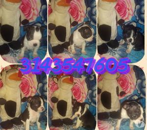 Hermosas cachorras de raza boston terrier