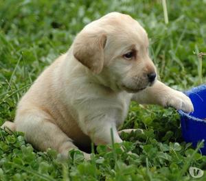 Labradores Cachorros Disponibles y Garantizados