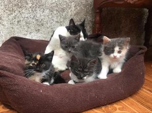 Adopcion de Gatitos en Pasto