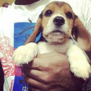 Beagle Macho Dos Meses