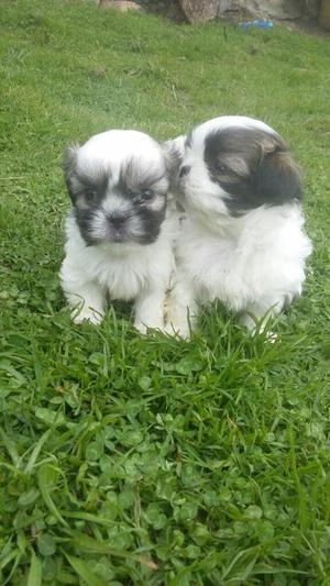 Bellos Shihtzu Hembras Y Machos