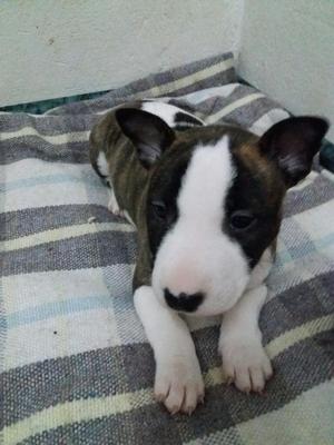 Bull Terrier Cachorro
