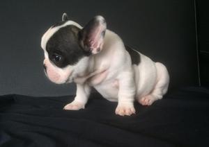 Bulldog Frances Machos Disponibles