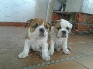 Bulldog Ingles Puros