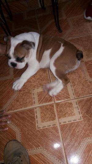 Bulldog Ingles..diego Mascotas