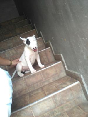 Bullterrier Pirata