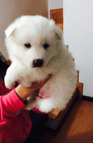 Cachorros Samoyedo Pura Raza