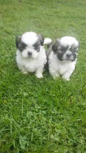 Cachorros Shihtzu Mini Hembras Y Machos