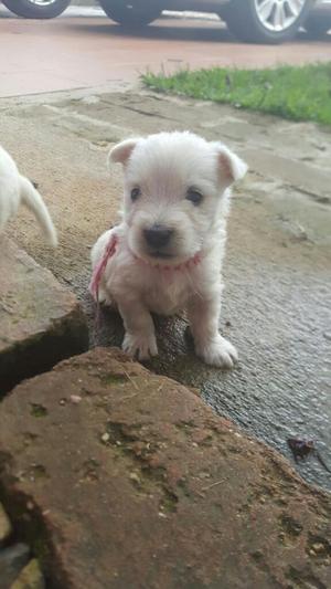 Cachorros West Highlandw Whiste Terrier