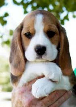 Cachorros de Beagle Tricolor