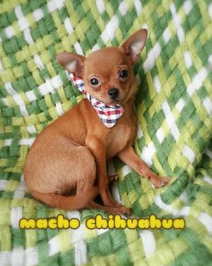 Chihuahua Caramelo Macho Super Mini