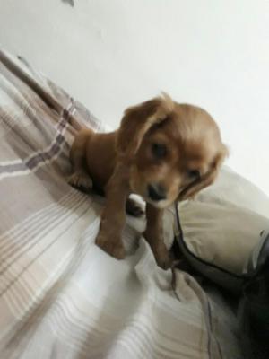 Cocker Spaniel