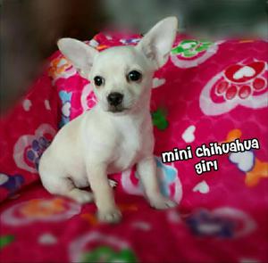 Divinaaaa Mini Chihuahua Champang