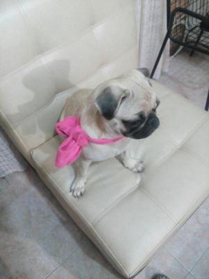 Hermosa Pug Negociable