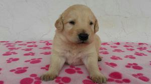 Hermosos Cachorros Golden Retriever