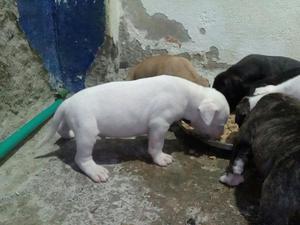 Hermosos Cachorros Pitbull