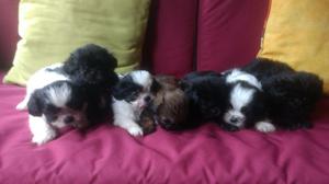 Hermosos Cachorros Raza Shih Tzu