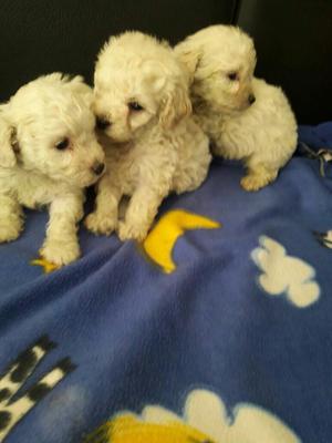 Hermosos French Poodle Minitoy's