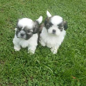 Hermosos Shihtzu Machos Y Hembras