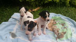 Jack Russell Terrier